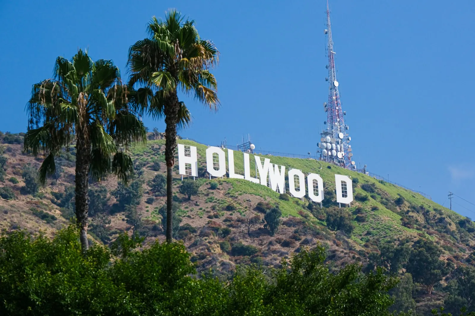 蓝天下山坡上的 HOLLYWOOD 白色字牌,前景是两棵棕榈树