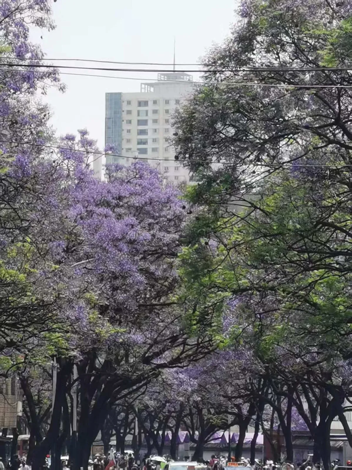 昆明教场中路两旁盛开的蓝花楹，紫色花朵挂满枝头，远处是城市高楼