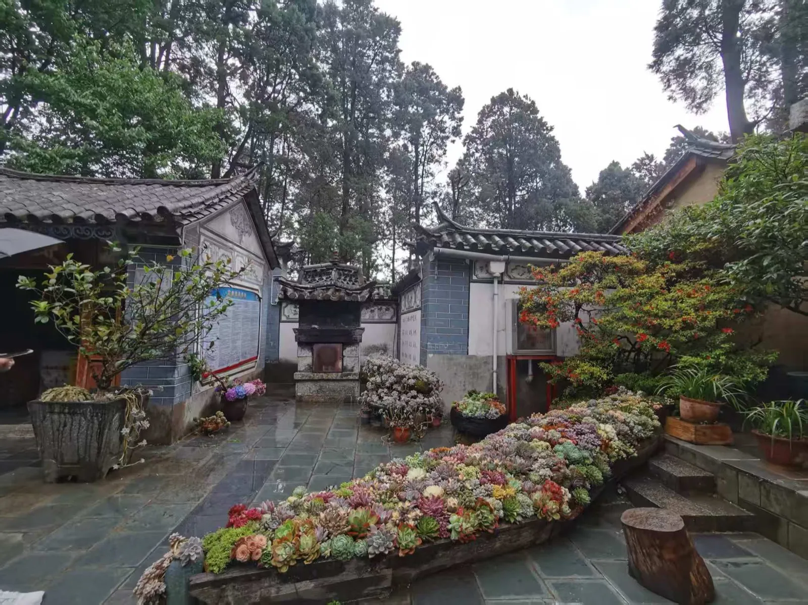 苍山寂照庵的庭院，青瓦白墙的白族建筑前，长条花坛里种满五彩缤纷的多肉植物