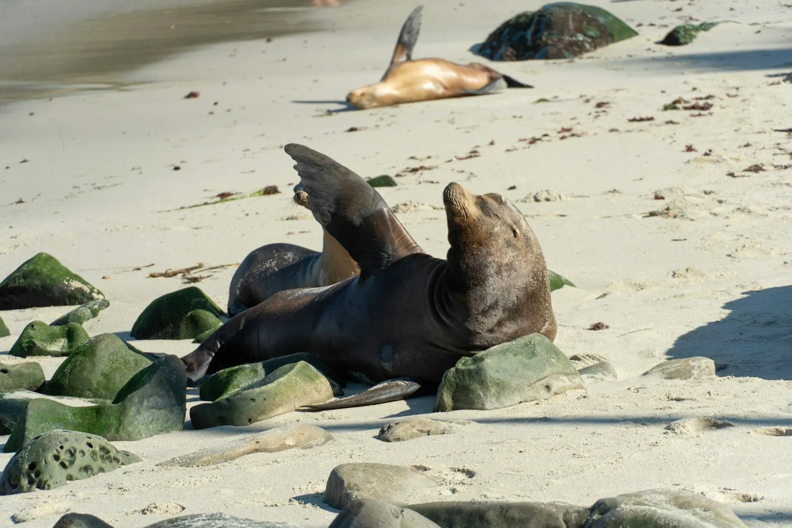 一只海狮在 La Jolla 的沙滩上仰头抬鳍晒太阳,身后还有一只趴在沙上