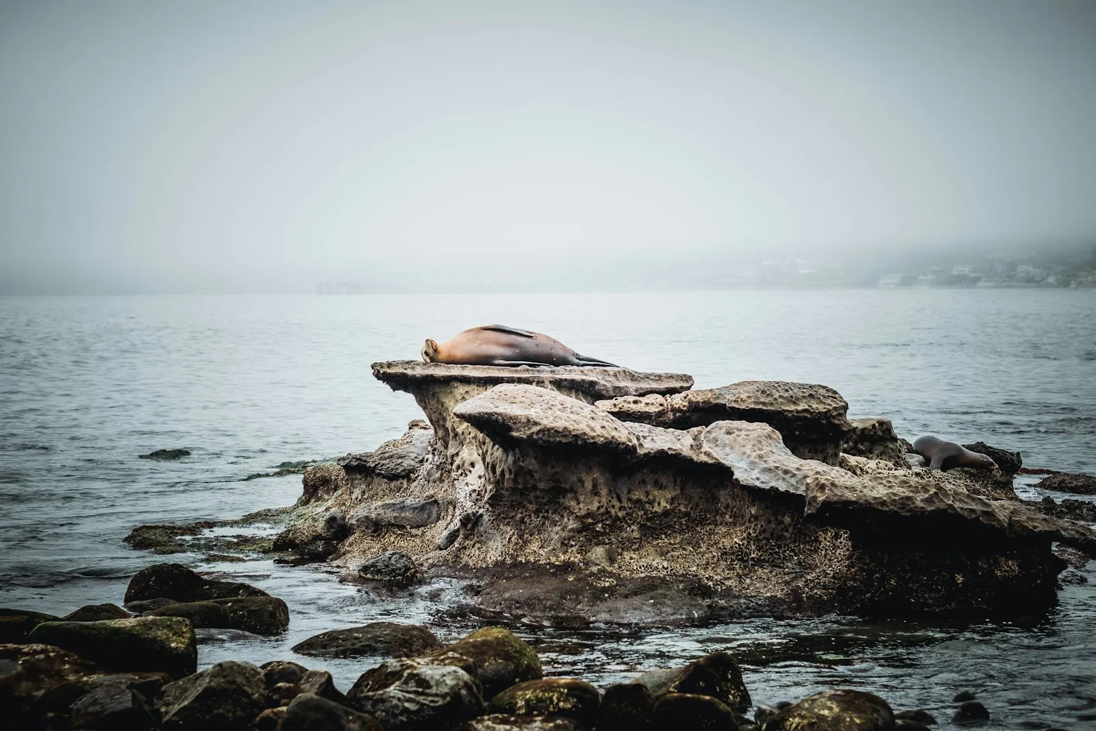 一只海狮躺在 La Jolla Cove 海边的礁石上,远处是雾中的海岸