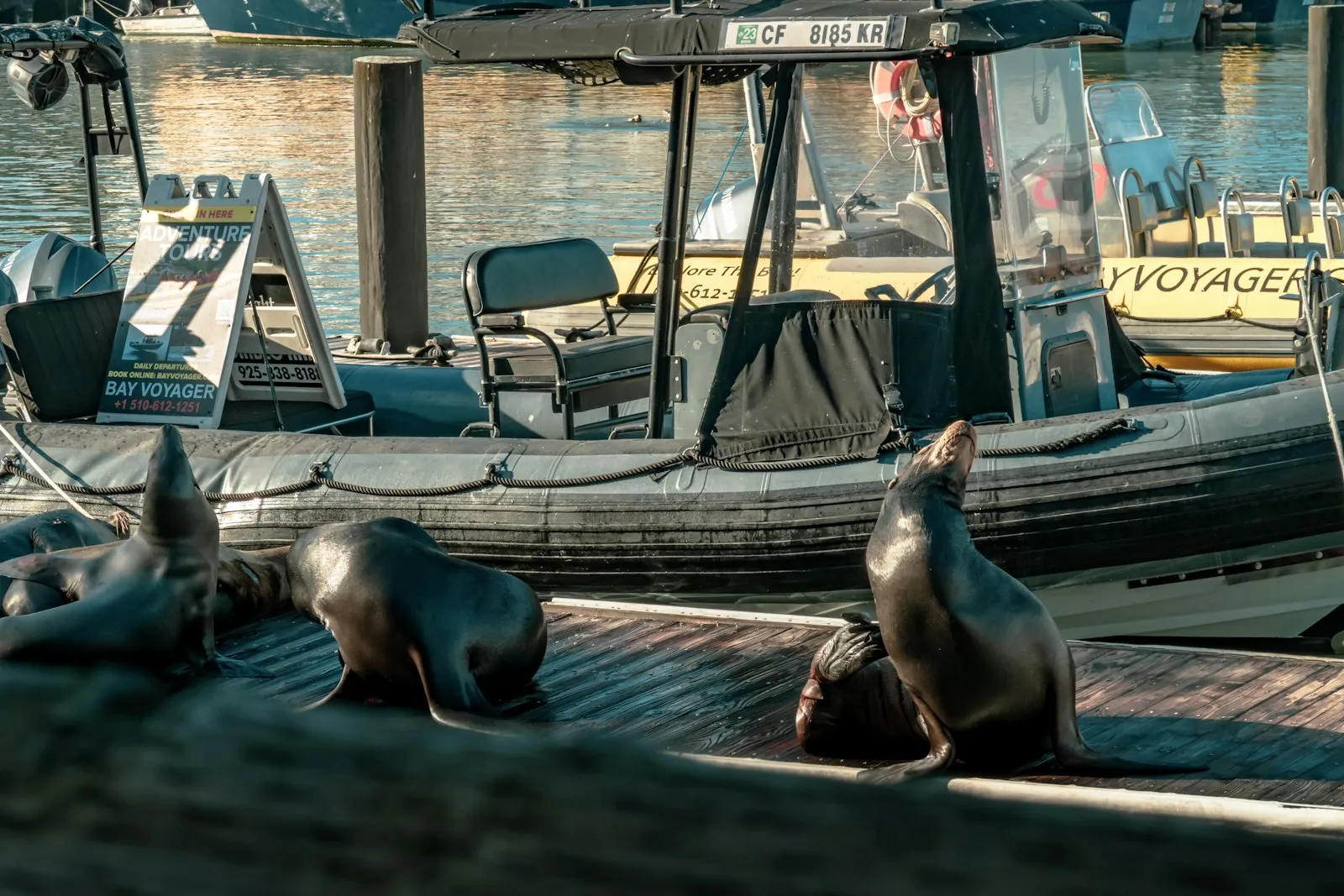 Pier 39 浮桥上趴着三只海狮，背后是停靠的观光快艇