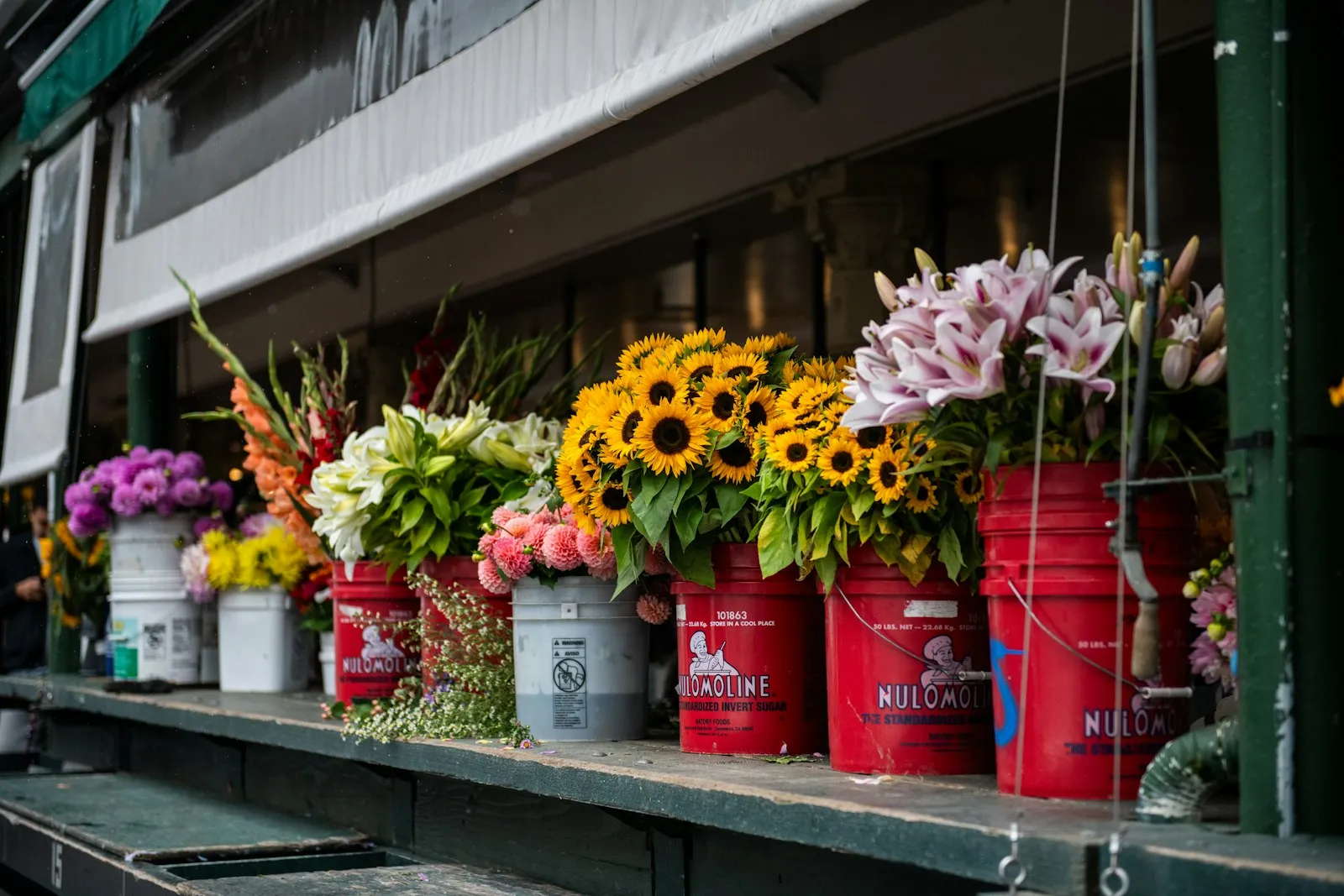 Pike Place 花市摊位上一排红色水桶里插满向日葵、百合和大丽花