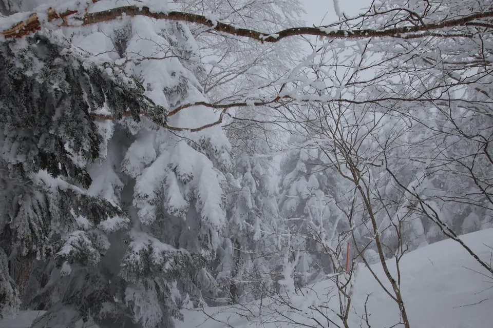 新穗高山顶，枝条上挂满厚厚积雪的雪松，远处雪雾弥漫、能见度很低