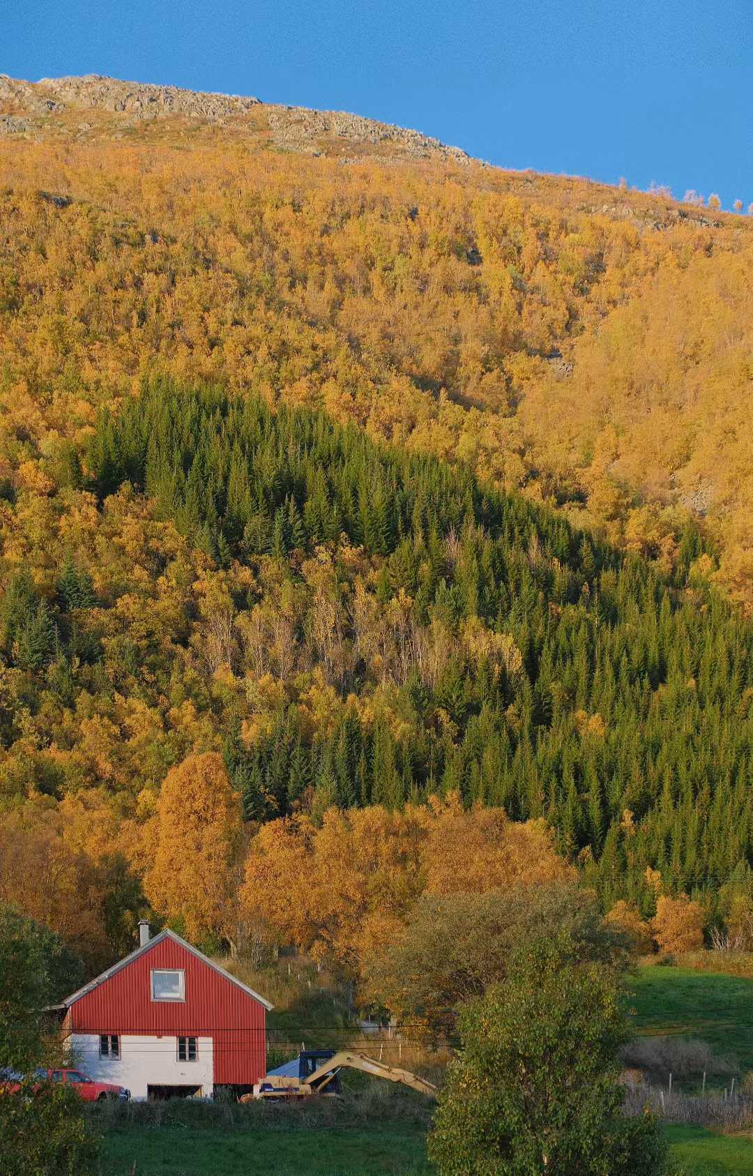 安德内斯的秋景，山坡上树木金黄翠绿交织，红顶白墙的小屋