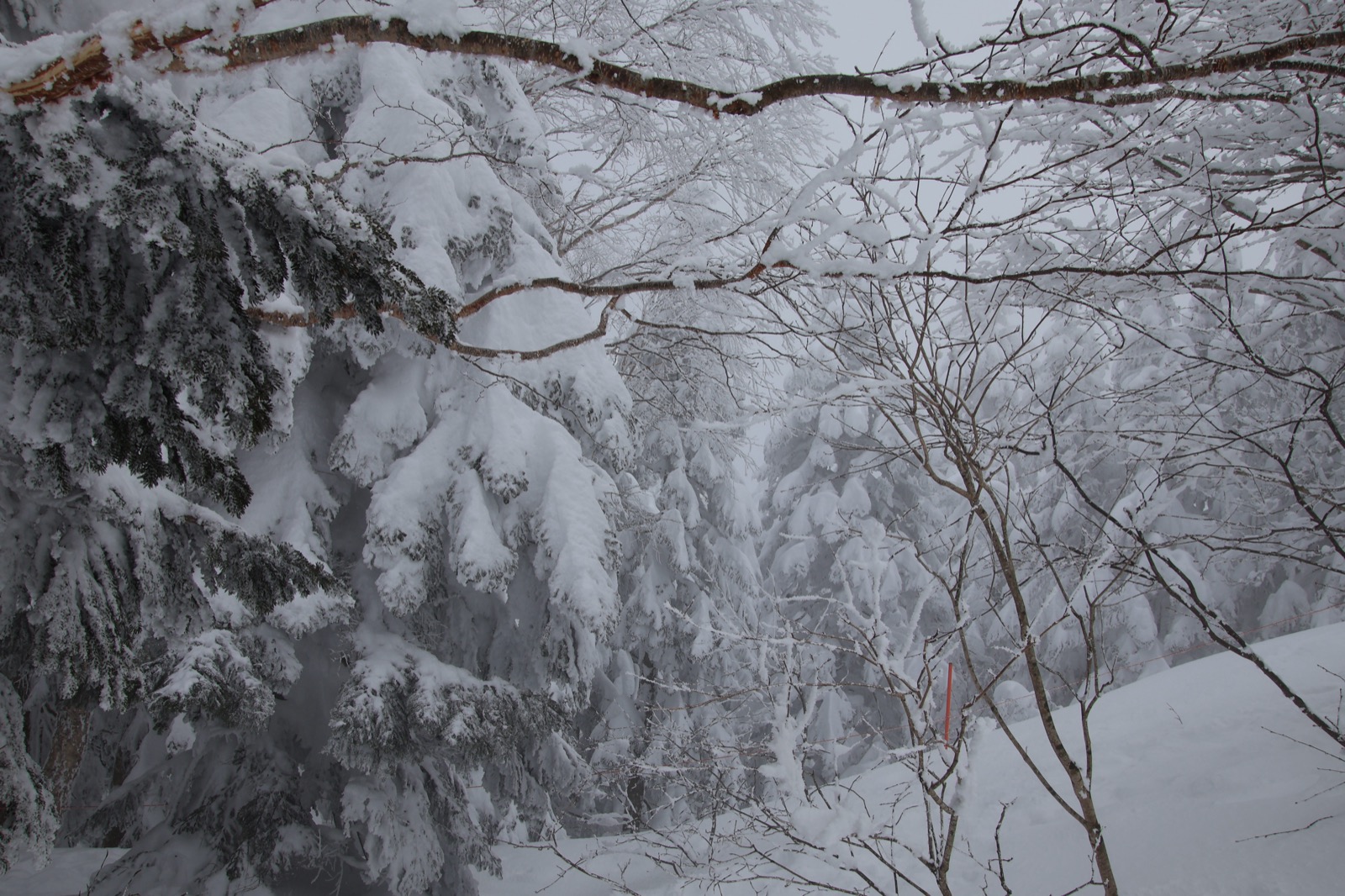 新穗高山顶，枝条上挂满厚厚积雪的雪松，远处雪雾弥漫、能见度很低