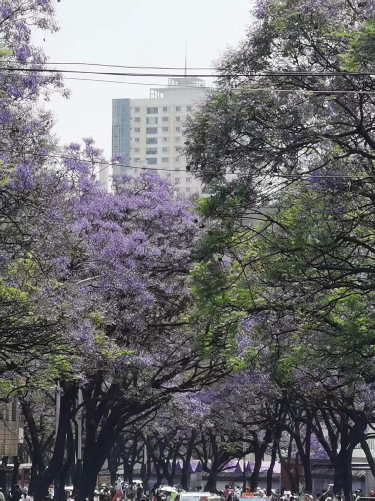 昆明教场中路两旁盛开的蓝花楹，紫色花朵挂满枝头，远处是城市高楼