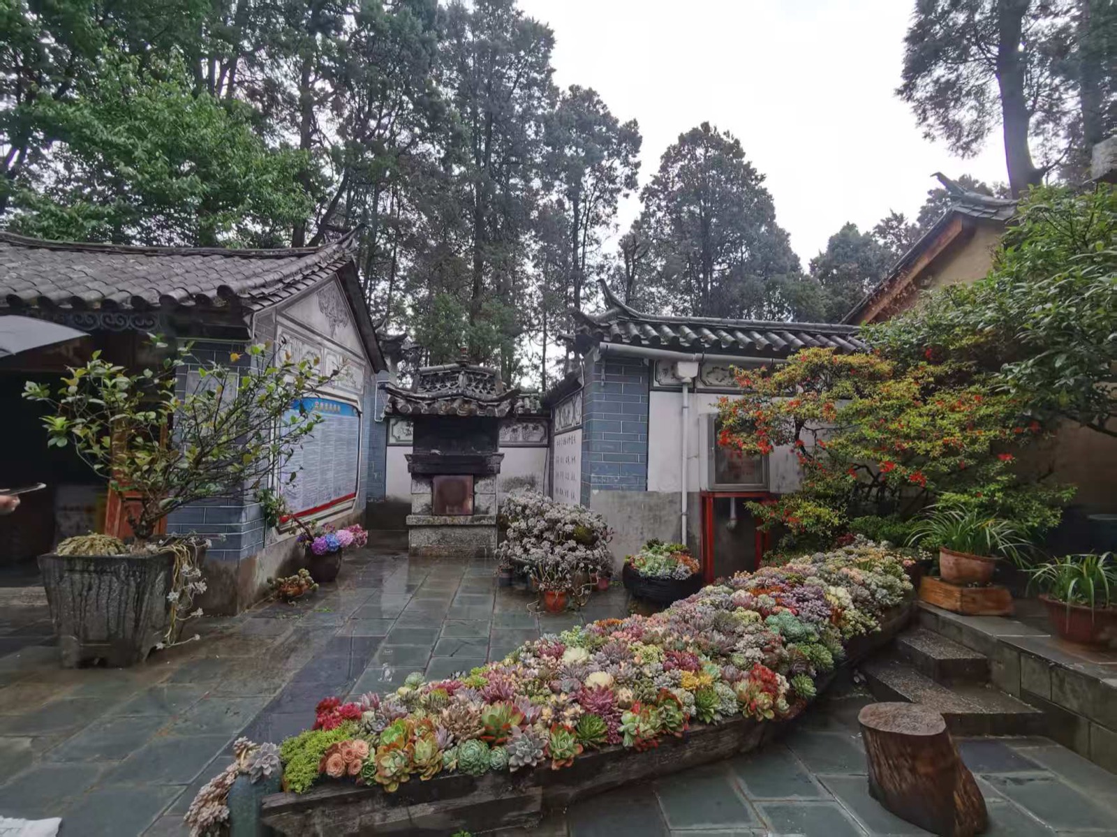 苍山寂照庵的庭院，青瓦白墙的白族建筑前，长条花坛里种满五彩缤纷的多肉植物